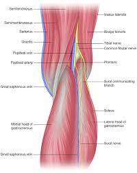 Maybe you would like to learn more about one of these? Miscellaneous Topics Section 9 Postgraduate Orthopaedics