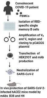 How much of leong ong's work have you seen? Antibodies At Work In The Time Of Severe Acute Respiratory Syndrome Coronavirus 2 Cytotherapy