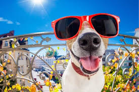 People easing into their golden years will enjoy th. Ultimate Dog Trivia Questions And Answers 2021 Quiz