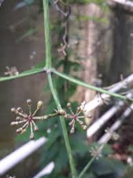 Image result for Polyscias fulva