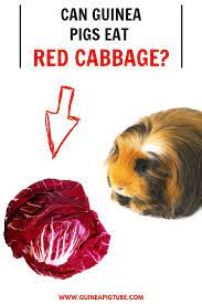 Pin On Guinea Pig Food And Diet