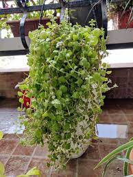 Tangled Heart I Finally Succeeded To Save It And Also Make Many Babies Of It Pretty Plants Hanging Plants Plants