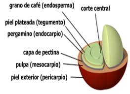 La pulpa de café. Consideraciones para su aprovechamiento biotecnológico