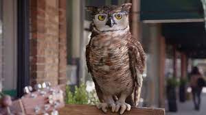 Cute owl in pink eyeglasses stock vector c reginast777. America S Best Contacts Eyeglasses Street Performer Ad Commercial On Tv 2019 Tv Commercials America Singer