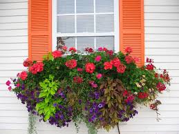 For the best results, fill the boxes well and place the taller plants toward the back. How To Plant A Rockin Window Box The Impatient Gardener