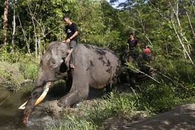 Lihat daftar lokasi praktik lain, waktu praktik, serta profil dr. Yanti Gajah 38 Tahun Di Taman Rimba Jambi Tinggalkan Alfa