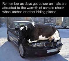 Top 23 Car Memes Funny Animals Funny Pictures Cute Funny Animals