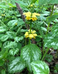 Image result for Lamium galeobdolon