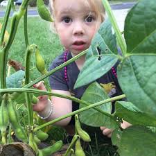 Ball Python Tank Setup and Decoration Ideas