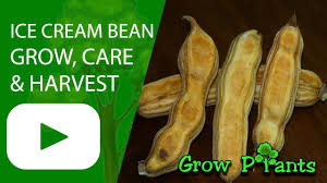 Ice cream bean fruit is so unique. Ice Cream Bean How To Grow Care