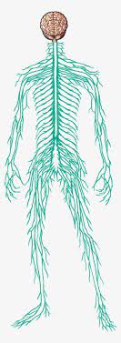The conditions are controlled in two ways with chemical and nervous responses. Male Nervous System Human Transparent Png 3300x5100 Free Download On Nicepng