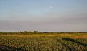 Paynes Prairie At Sunset Sunset Prairie State Parks