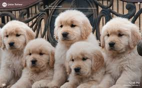 The cost to buy a golden retriever varies greatly and depends on many factors such as the breeders' location, reputation, litter size, lineage of the puppy, breed popularity (supply and demand), training, socialization efforts, breed lines and much more. My Golden Retriever Cute Dog Puppy Wallpapers