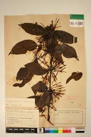 Image result for Englerina