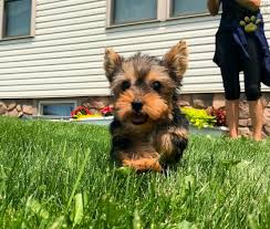 Maybe you would like to learn more about one of these? Rocket Cutest Male Yorkie Puppy Video Ad Yorkshire Terrier Puppy For Sale In Akron Canton Oh Happy Valentines Day Happyvalentinesday2016i
