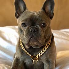 Check spelling or type a new query. Bek Co Luxury Gold Dog Chain Collar For French Bulldogs Etsy