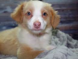 Of course there are other factors, such as lineage and gender. Australian Shepherd Dog Male Blonde 2827226 Pet City Houston