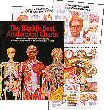 anatomical chart books human anatomy human body