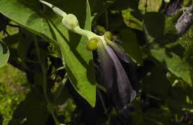 Image result for Aristolochia albida