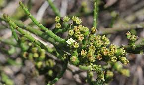 Image result for Thesium