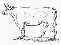 Semua sumber qurbani ini untuk diunduh. Cow Clipart Sapi Hd Png Download Kindpng
