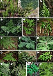 Image result for Pteris buchananii