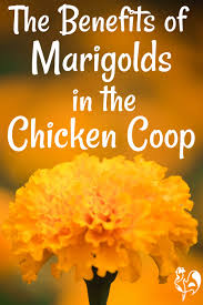 The plant can help reduce inflammation, fight viruses, and act as an antibacterial. Which Marigolds Are Best For Your Chickens Health