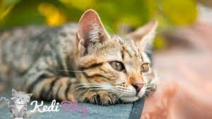 erkek kedilerde kizginlik donemi hakkinda hersey kedi blog