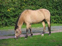 Look to elements in nature for horse naming inspirations. Buckskin Horse Wikipedia