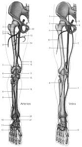 What are the names of the arteries? Main Arteries And Veins Of The Lower Extremities Arteries 1 Femoral Download Scientific Diagram
