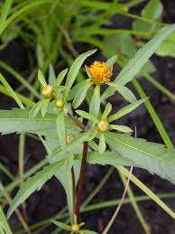 Image result for Bidens acuticaulis