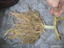 The big bag bed smart pot fabric container garden. Roots After My 2 Gallon Smartpot Soil Grow Spacebuckets