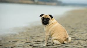 While it might be tempting to let your frenchie in the pool it's important to know that they do french bulldogs like water? 6 Dog Breeds That Don T Do Well In The Water Sheknows