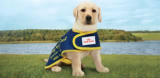 Image result for seeing eye dog