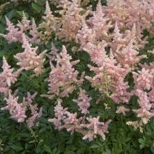 Astilbe rugged and beautiful shade lovers, astilbe throw long and colorful spikes above divided foliage in summer, a time when color in the shade garden is hard to come by. Stauden Stade Versand Shop Astilbe Japonica Europa Prachtspiere Hier Bestellen