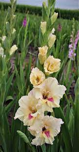 Pin On Gladiolus