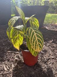 Image result for Sanchezia speciosa