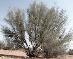 Image result for Parkinsonia africana