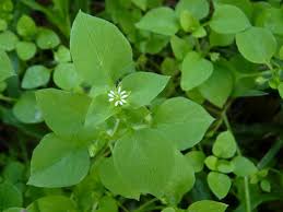 Image result for Stellaria