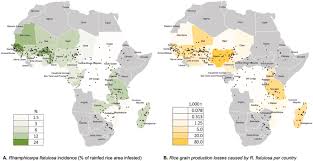 Image result for Rhamphicarpa