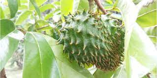 Durian belanda atau soursop, buah dari pohon graviola adalah pembunuh semulajadi sel kanser yang ajaib dengan 10 ribu kali lebih kuat dari pada terapi kemo. Khasiat Daun Durian Belanda Boleh Rawat Kencing Manis Hello Doktor