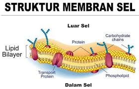 Pengertian Membran Sel Beserta Fungsi Struktur Dan Sifatnya