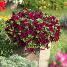 Order today with free shipping. Petunia Surfinia Burgundy Whitehall Garden Centre