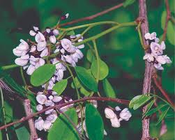 Image result for Dalbergia bracteolata