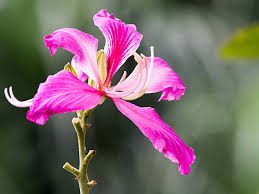 Image result for Bauhinia purpurea