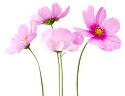 Colorful Flowers Png Transparent Image Png Mart Flower Png Images Flower Images Transparent Flowers