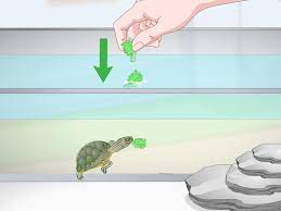Hatchling pellets, and turtle pellets in general, contain a lot of protein, which could lead to an overweight and therefore unhealthy turtle if fed excessively. 3 Ways To Feed A Red Eared Slider Turtle Wikihow