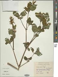 Image result for Ruellia patula