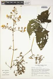 Image result for Mimulopsis solmsii