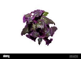 Image result for Gynura scandens